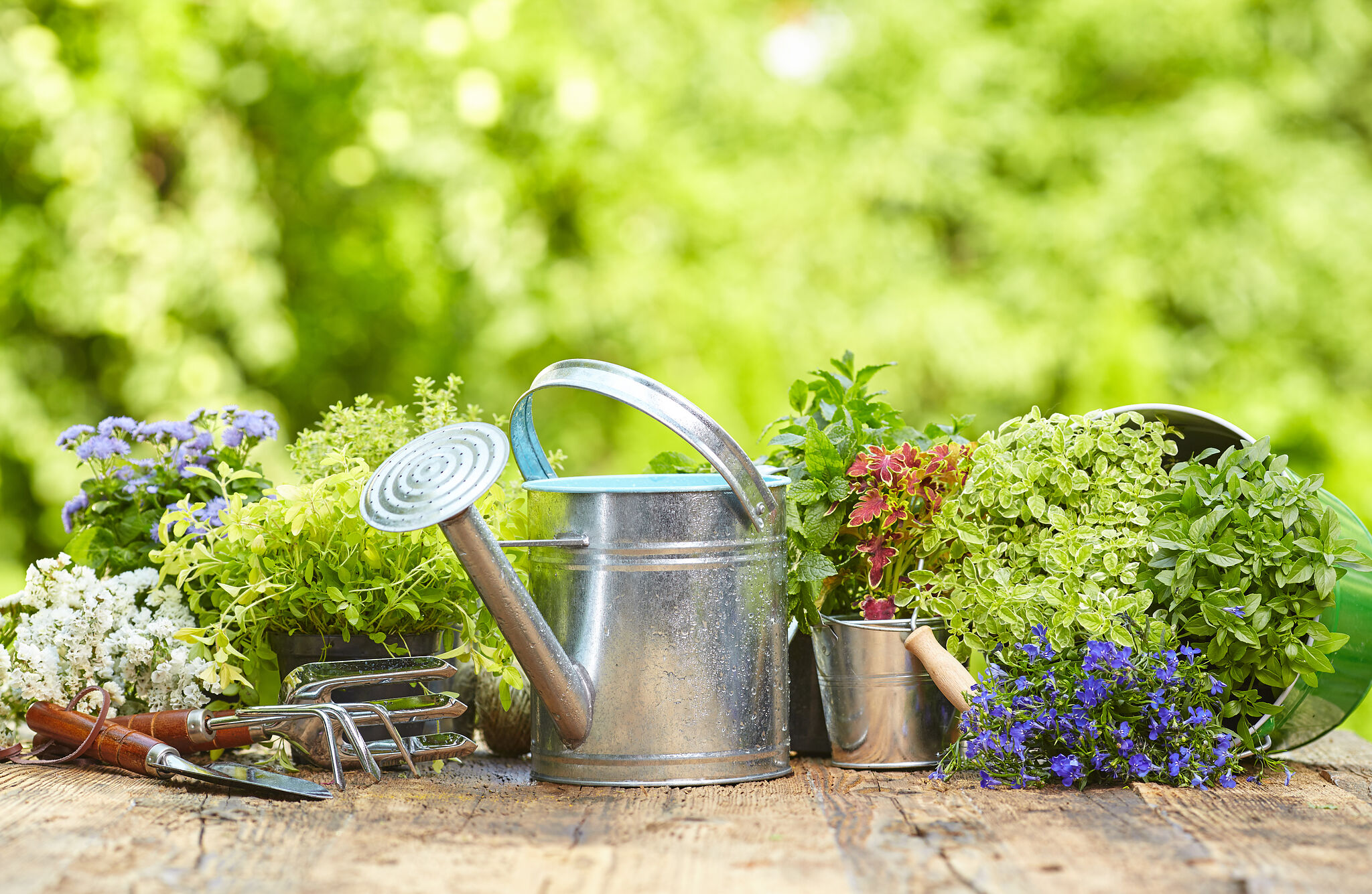 手間がかからない植物を選ぶ