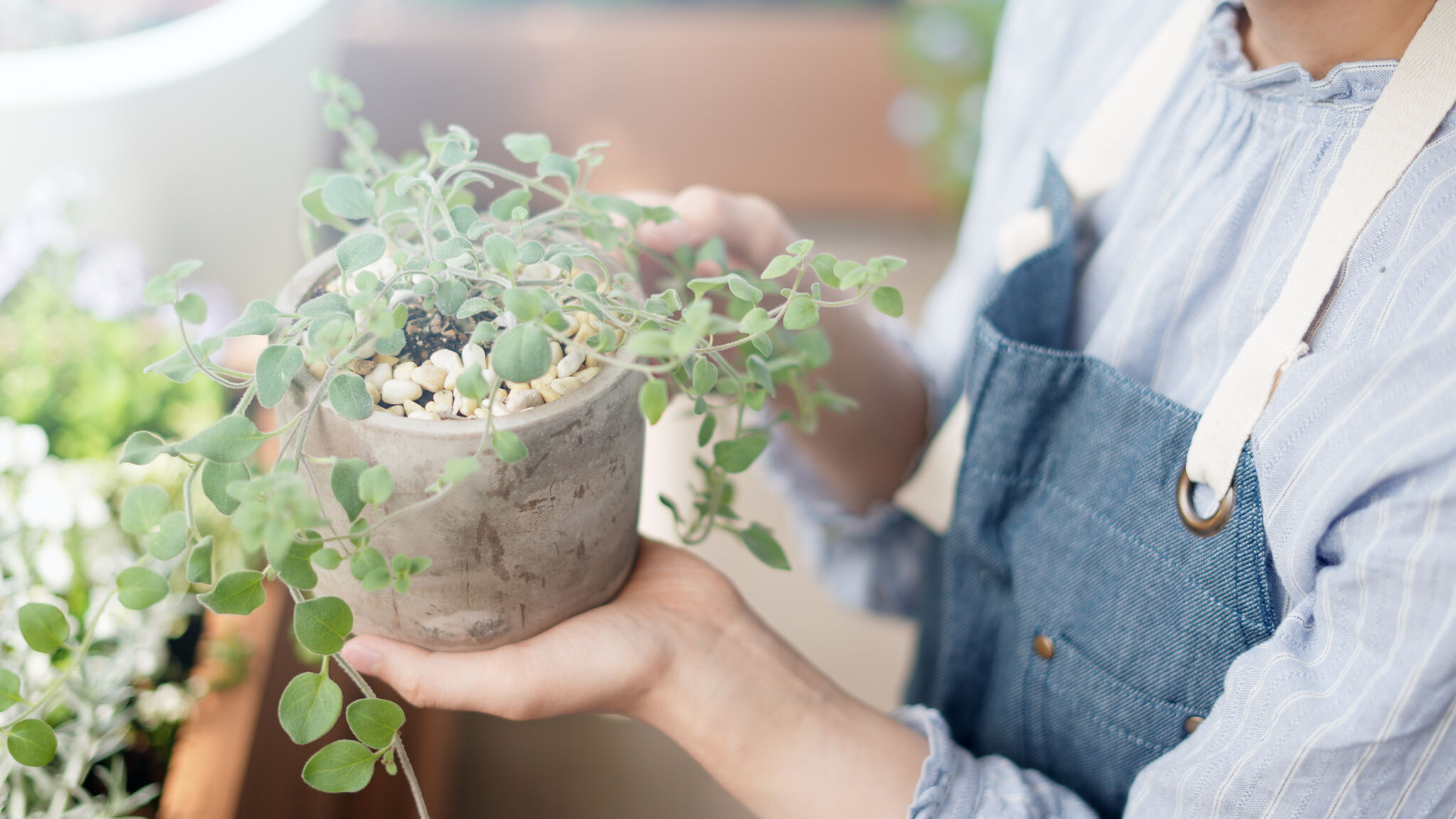 病気・害虫の被害を受けづらい植物を選ぶ