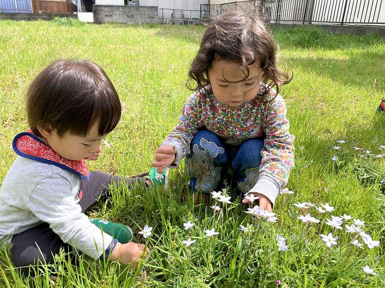 幼児2人が草むらに座って花を触っている画像