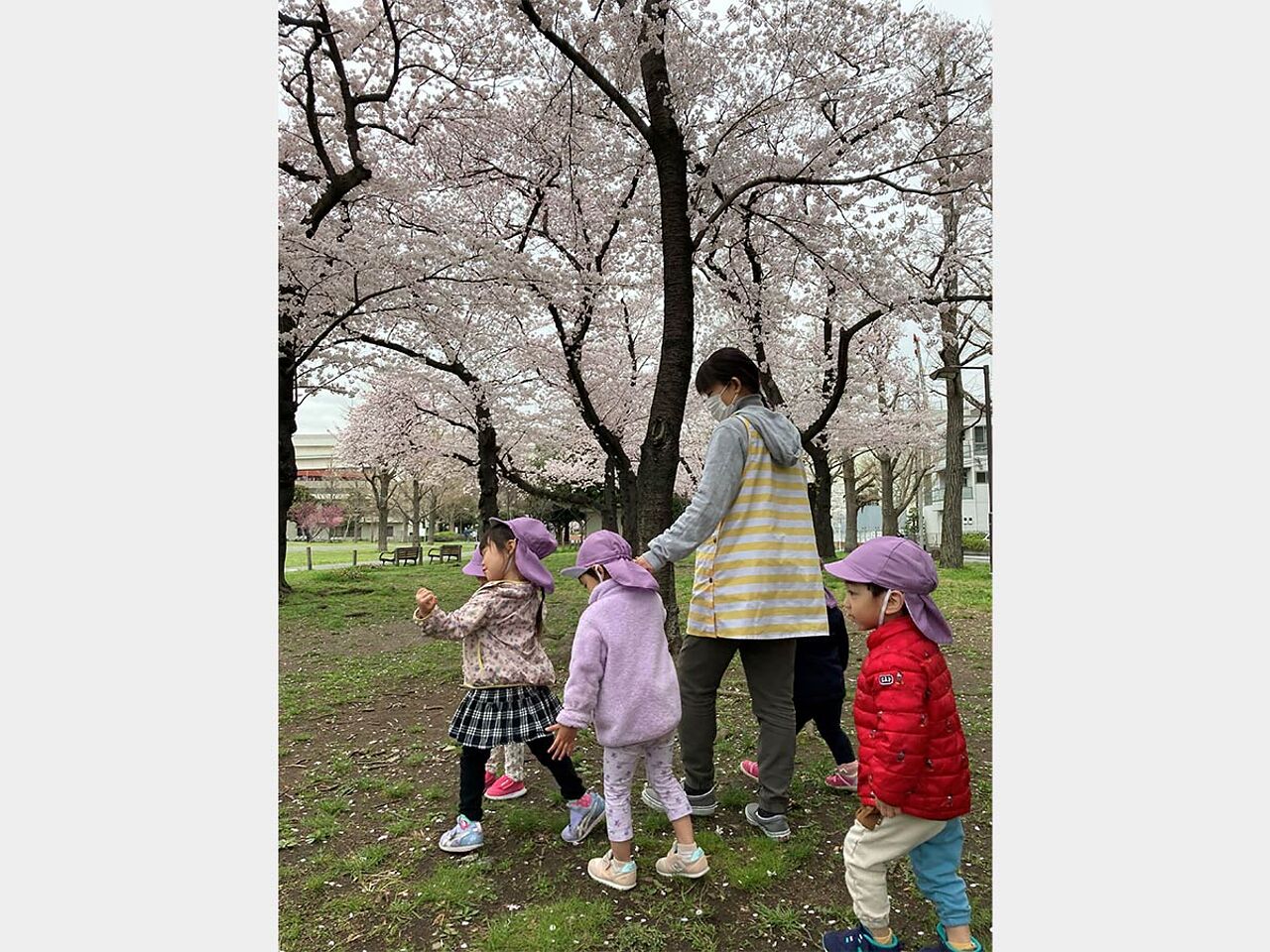 保育園のスタッフが子どもたちと桜の下で散歩している画像