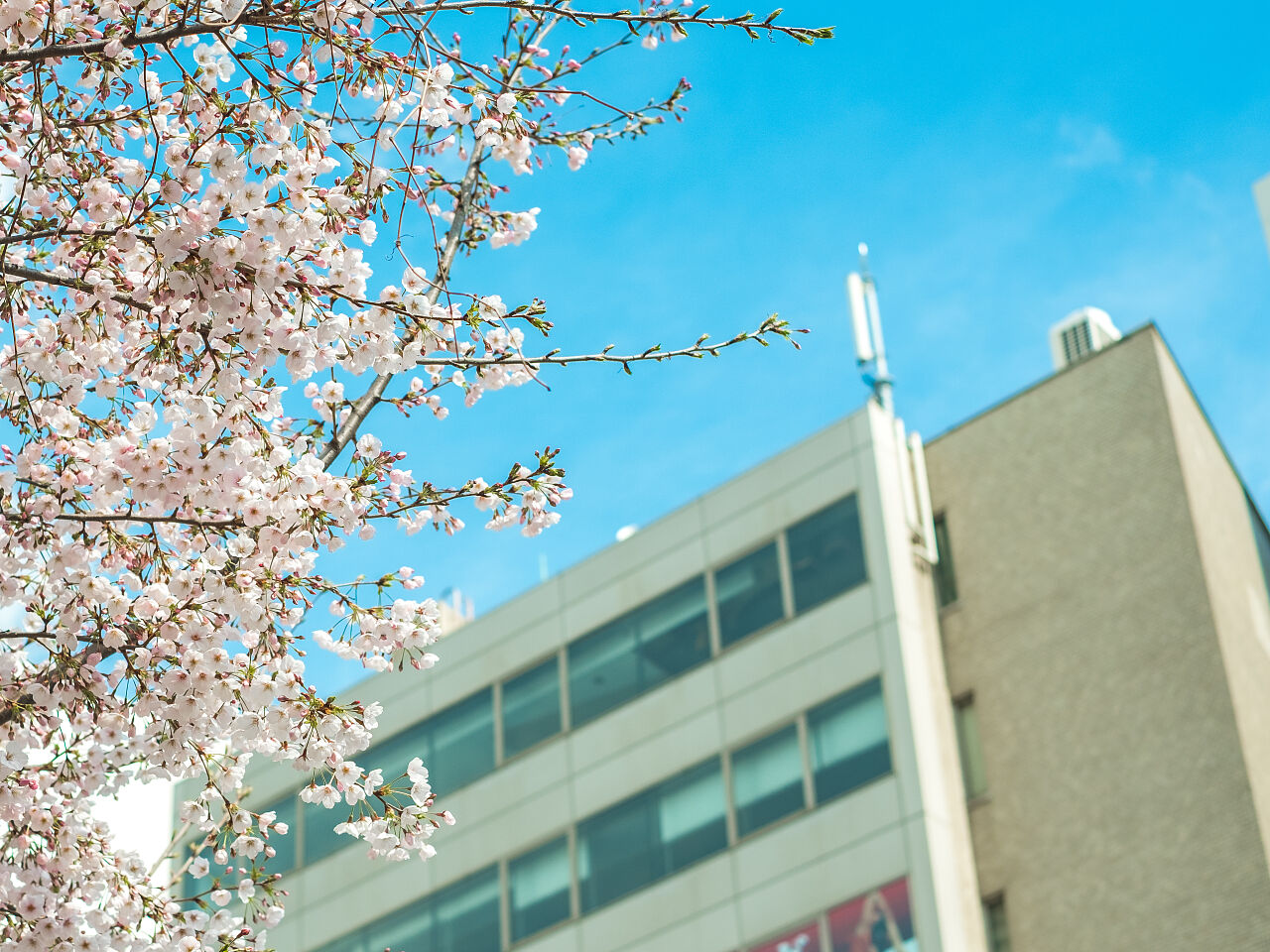 高校の校舎と桜の画像