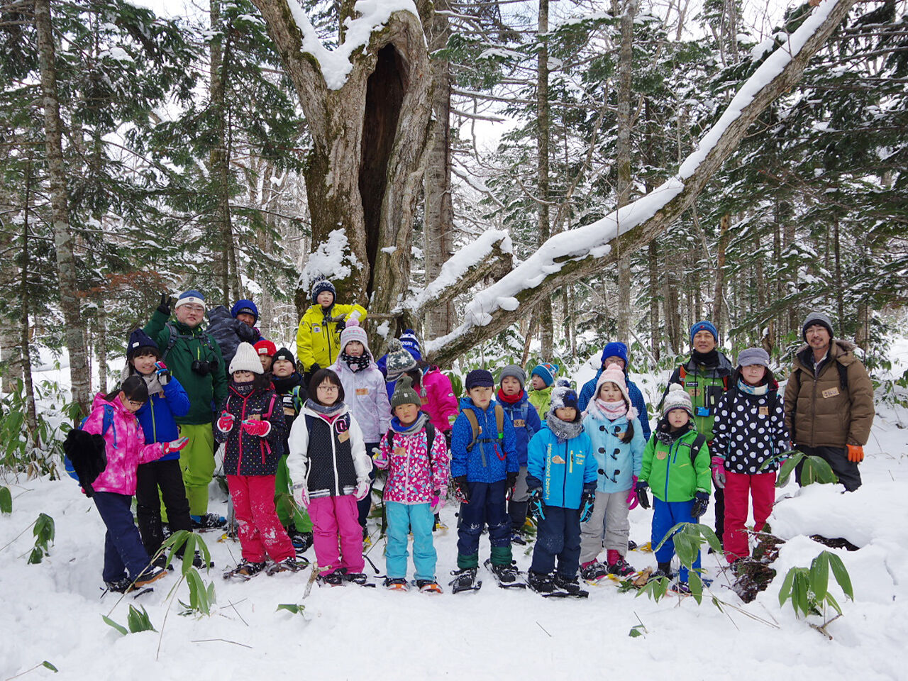 雪の中ミズナラの木の前で子どもたちが集まっている画像
