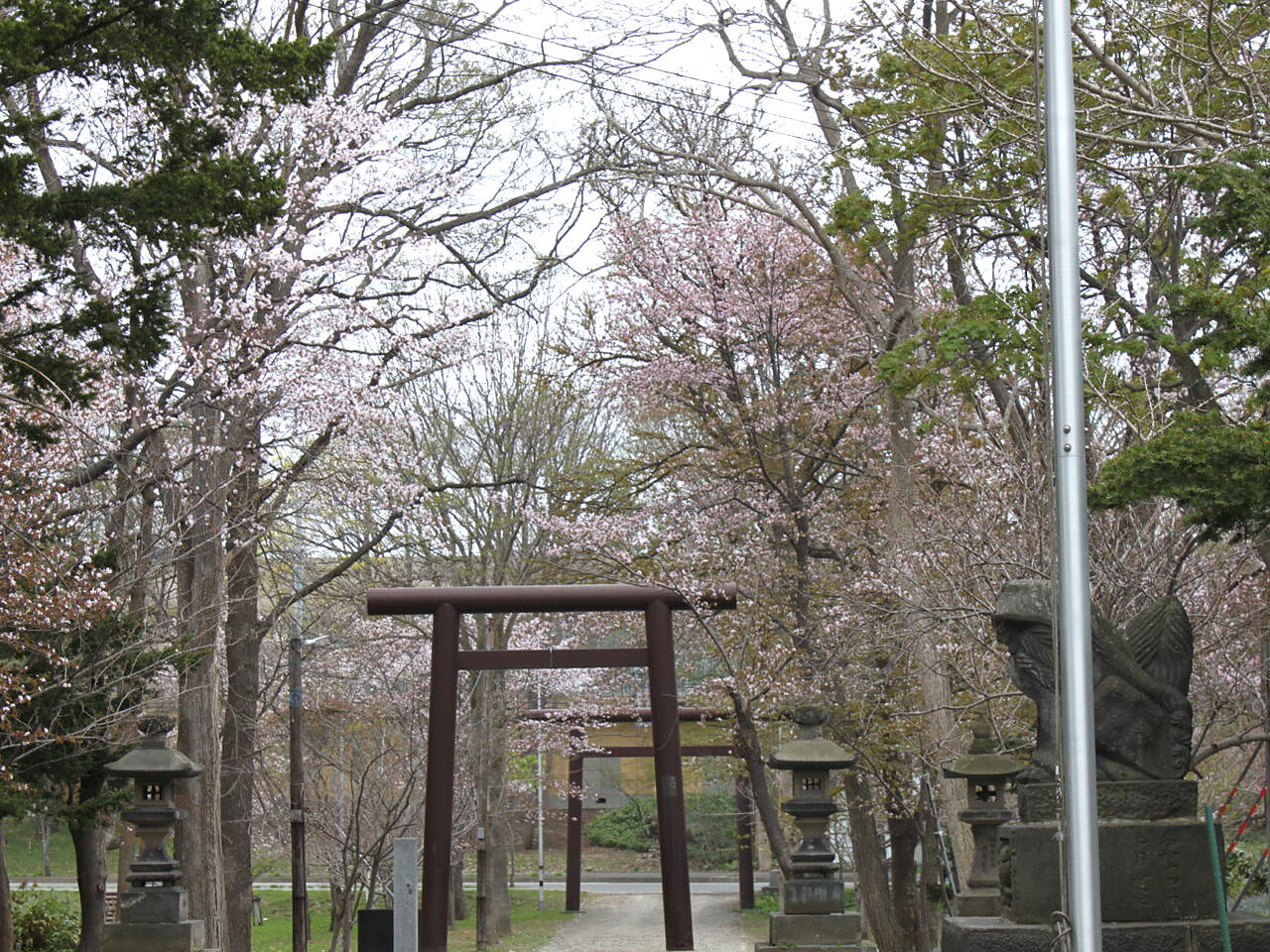 錦山天満宮の参道の桜の画像